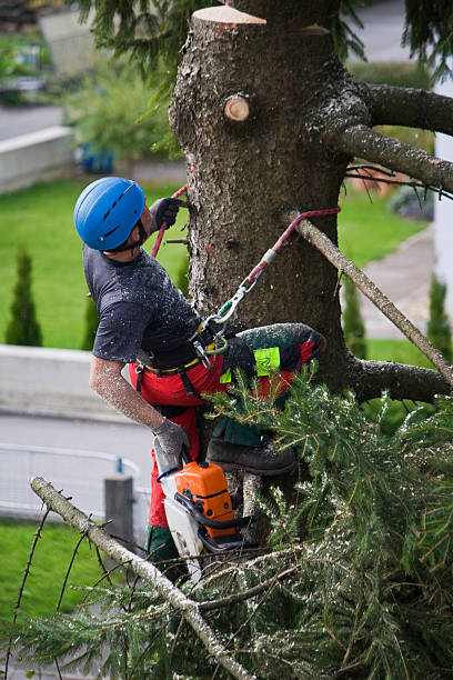 Why Choose Our Tree Removal Services in Muniz, TX?