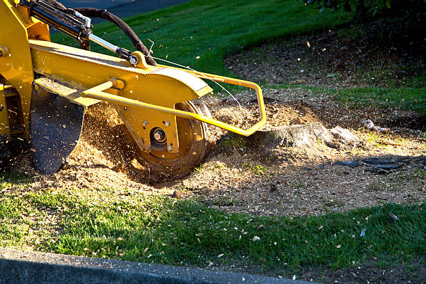 Best Root Management and Removal  in Muniz, TX