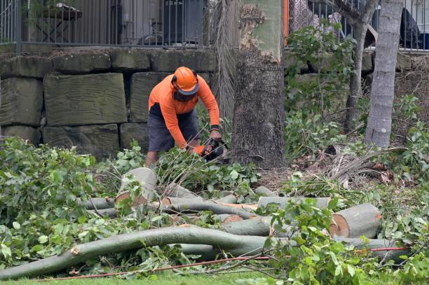 Best Hazardous Tree Removal  in Muniz, TX